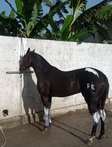 Égua e potra a venda