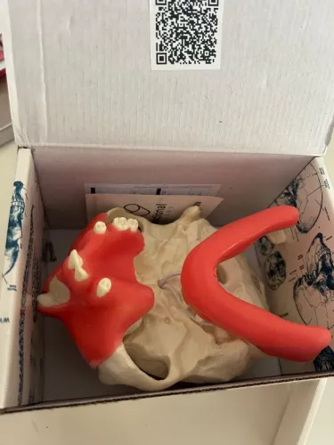 Manequim pré molar 4005GT NOVO 