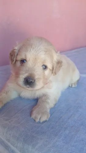 Filhote de poodle