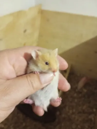 Hamster sirio ?