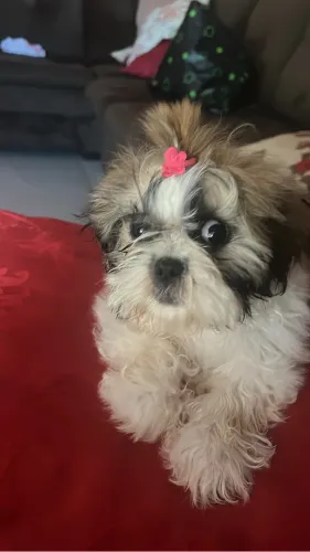 Shitzu fêmea três meses 