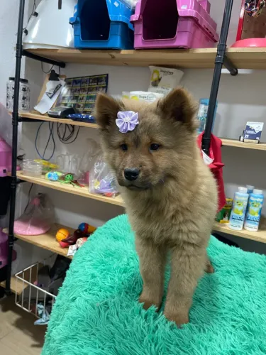 Chow chow fêmea 