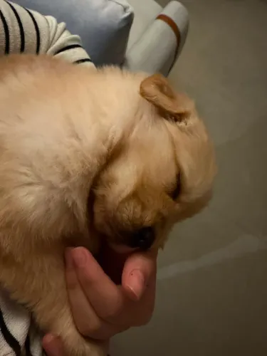 Golden Retriever Lindo e Muito Carinhoso