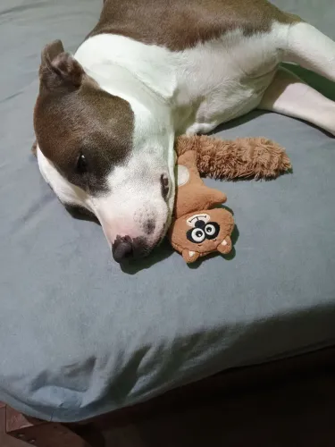 Pit Bull adulto