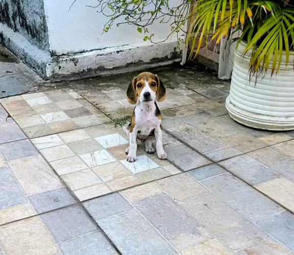 Beagle lindos filhotes 