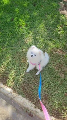 Spitz doação