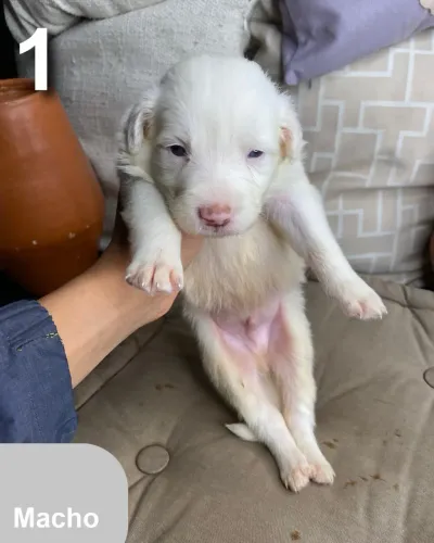 Filhotes Border Collie Macho