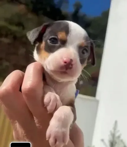 Pinscher Fêmea Tamanho 0 