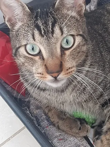 Doação responsável Gatos