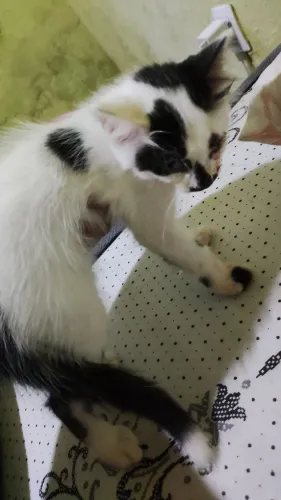 Gato para adoção 