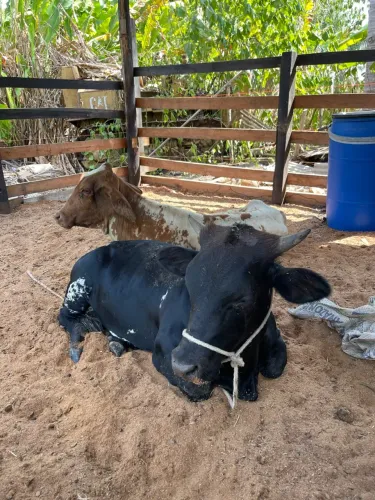 Casal mini boi