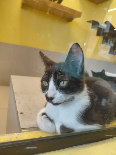 Gatinha frajola