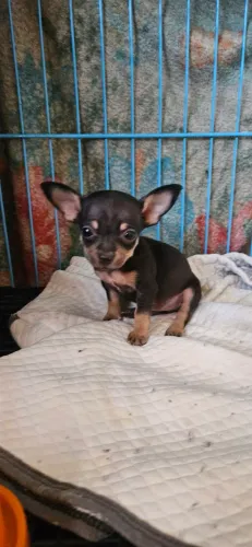 Pinscher fêmea 00