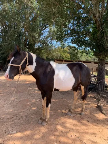 Vende-se um potro garanhão 3 meio de idade marcha picada manso pra qualquer cavaleiros