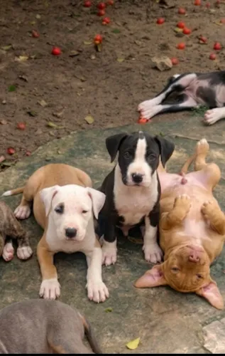 filhote de pitbull puro