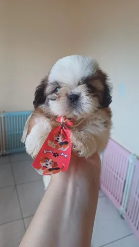 Shihtzu mini macho