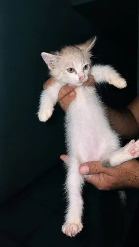 Adoção de gatos urgente