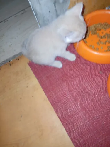 Doa se gatos