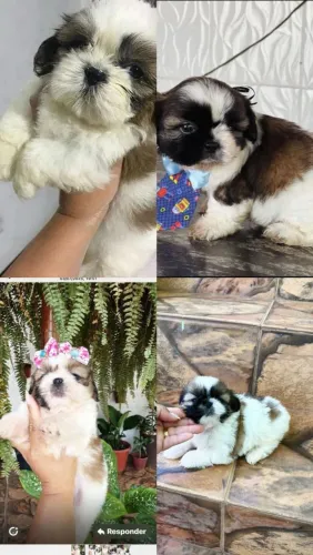 Shih Tzu maravilhosa 
