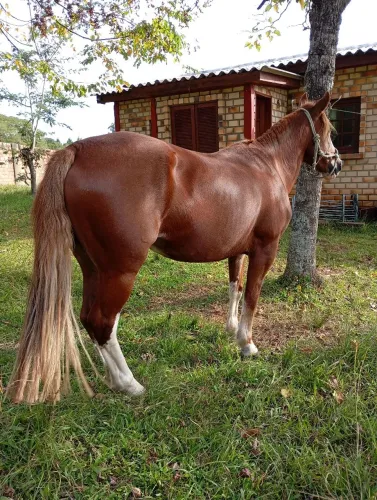 BARBADA, LINDA ÉGUA, MUITO MANSA, DE LAÇO, COM PAPEL 