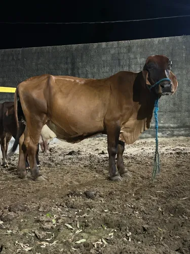 Vaca leiteira