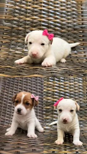 BEAGLE X FOX  Um amor que se multiplica a cada abanada de rabo. - Chama 9 975I 649I