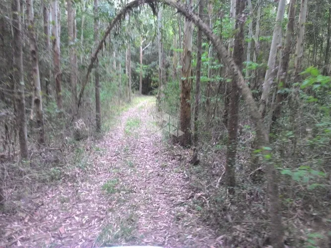 Área de 31,57 ha terras reflorestadas com pinos de eucalipto em São Roque Antonio Prado