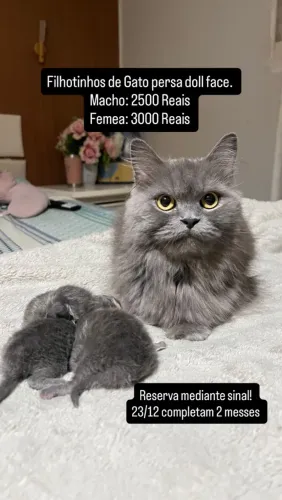 Gato persa Filhote