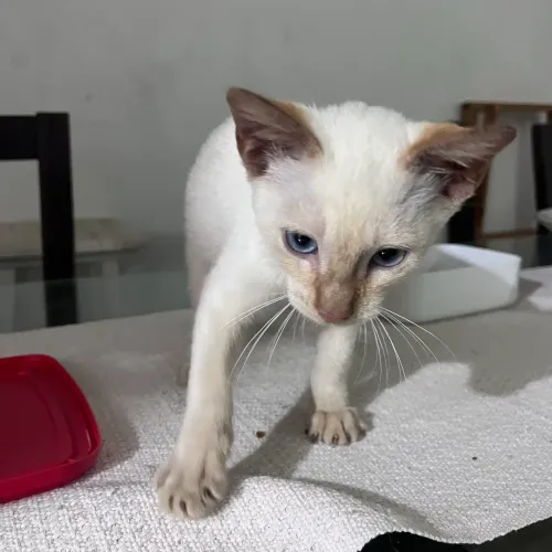 Adoção gato filhote
