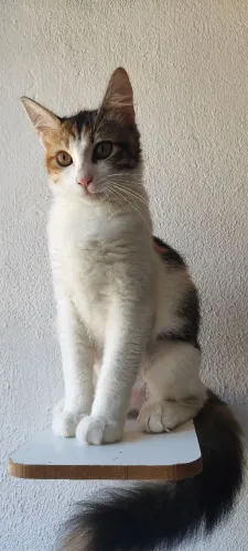 Gata Tricolor castrada