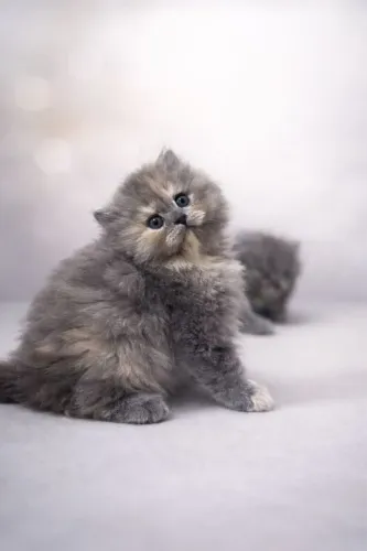 Gatas Persa disponíveis 