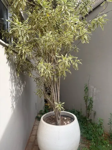 Vaso Grande Branco Decorativo para Jardim com Planta Ornamental