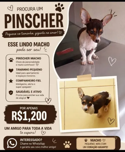 Filhote pinscher macho