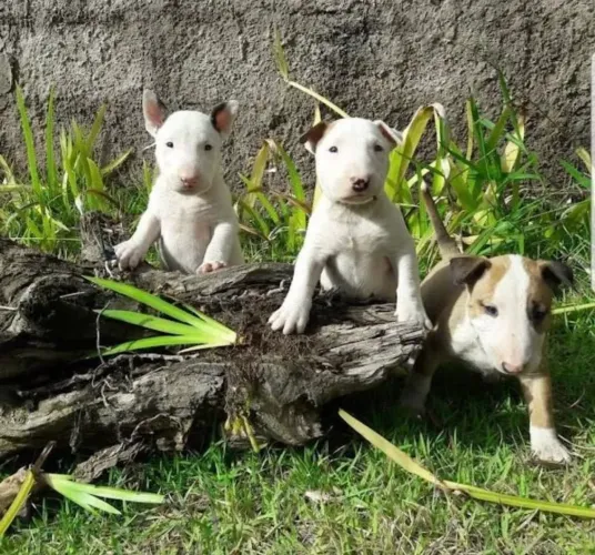 Bull terrier filhotes carinhosos e cheio de energia