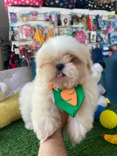 Shihtzu machinho branco mini