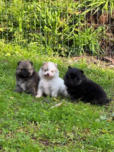 Spitz alemão lulu