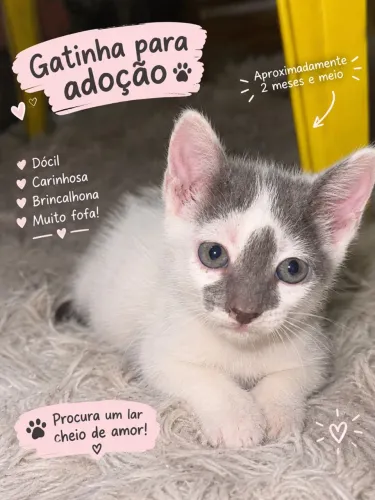 URGENTE Gatinha para adoção