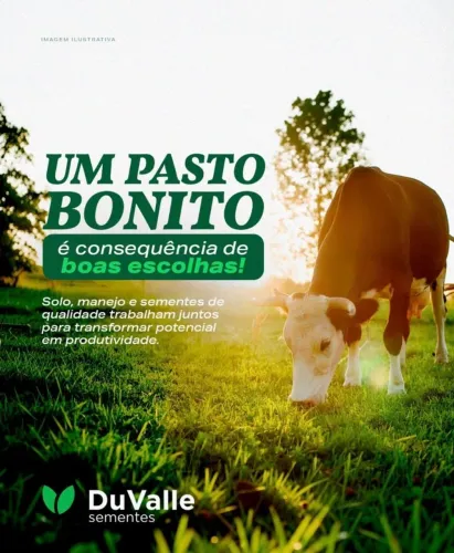 SEMENTES PARA PASTAGEM