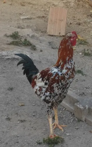 Frango mestiço índio gigante