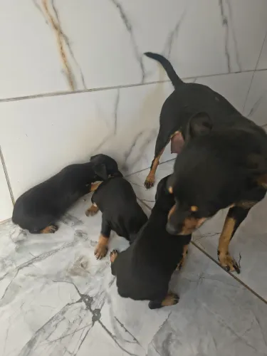 Pinscher n° 1