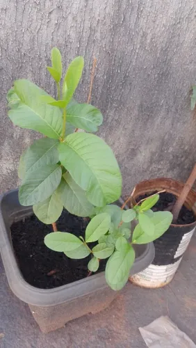 Plantas
