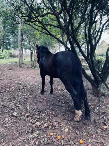 Cavalo crioulo puro