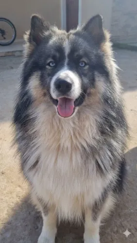 Husky para cobertura