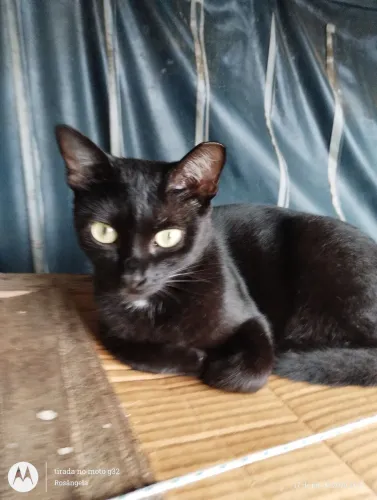 GATA CASTRADA, 1 ano