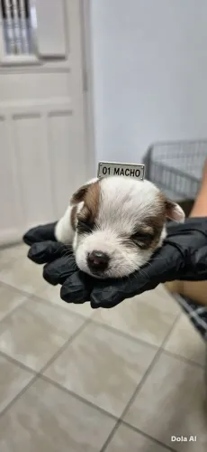 Jack Russell Terrier