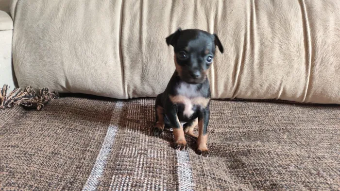 Pinscher MACHO
