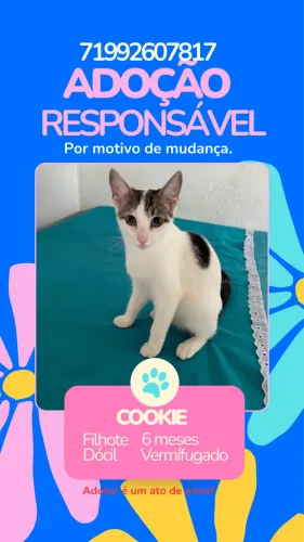 Doação de gatos
