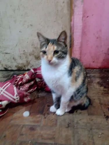 Serena busca lar