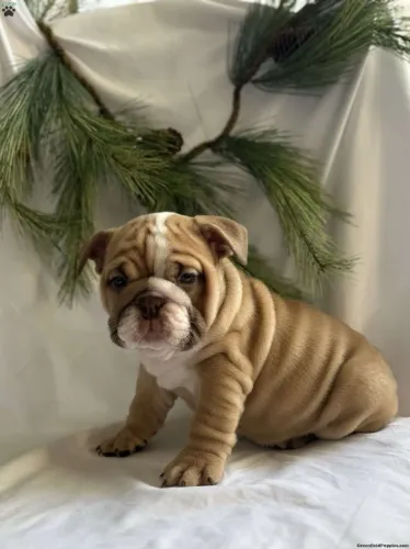 Bulldog Inglês - Últimos Filhotes | WhatsApp