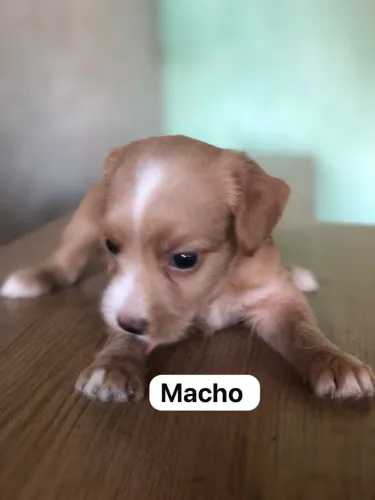 Cachorro poodle 